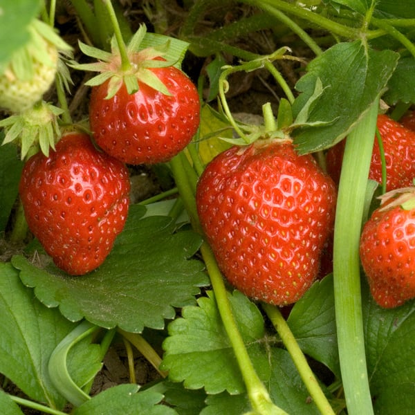 Growing Strawberries (Fragaria)