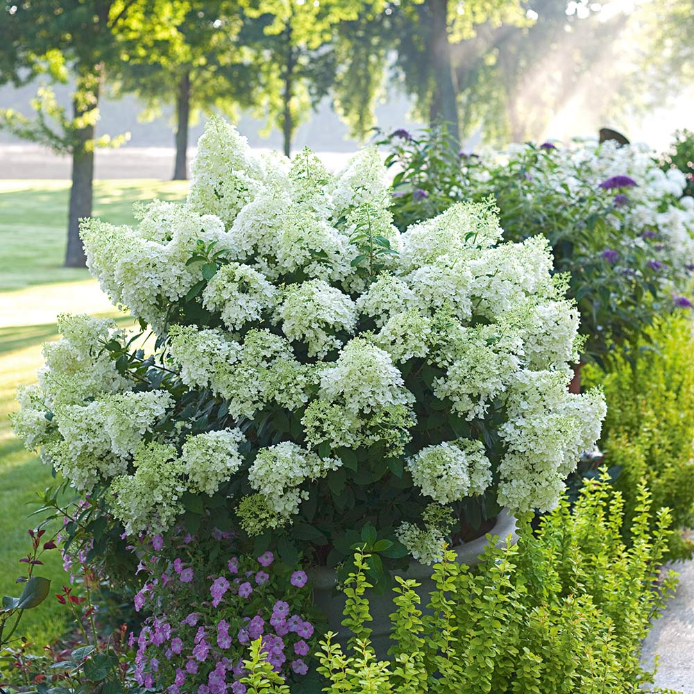 Shrubs & Vines for Small Spaces