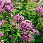 Plants for Pollinators