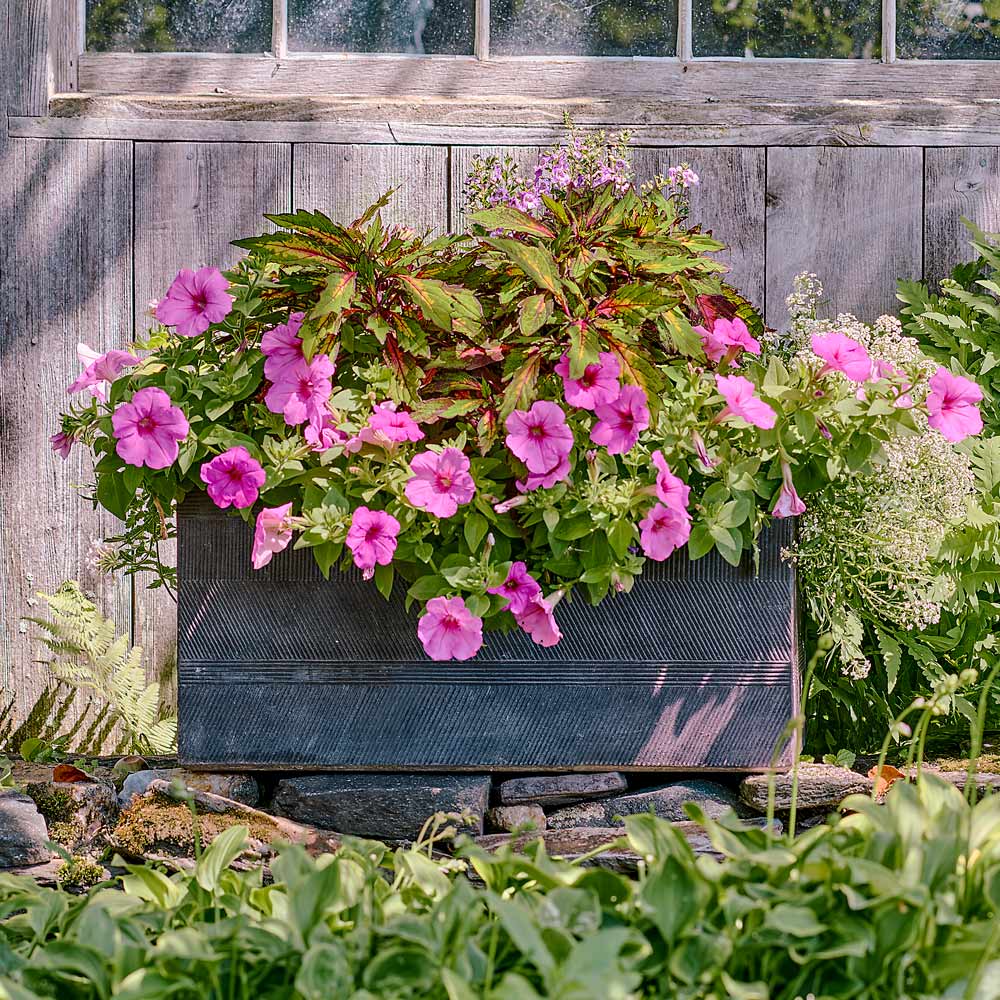Passion for Pink Container Garden