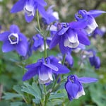  Aquilegia 'Blue Butterflies'