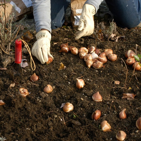 How to Plant and Grow Bulbs