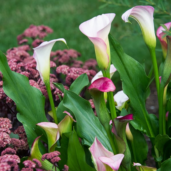 Calla Lily Care
