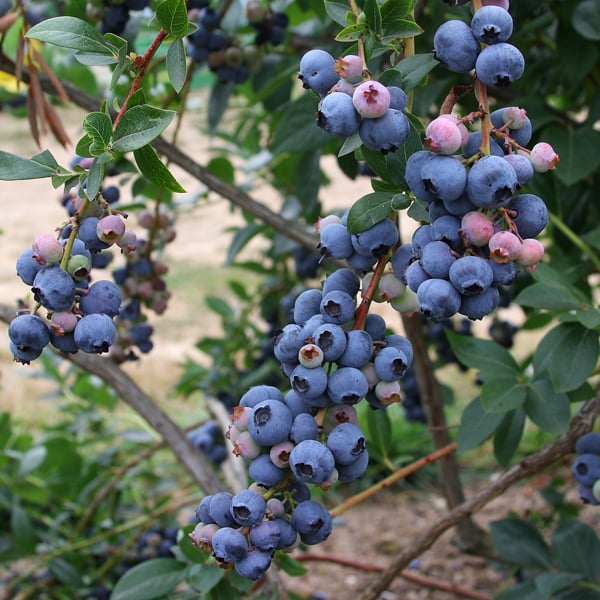 Image of Nettle companion plant with blueberries