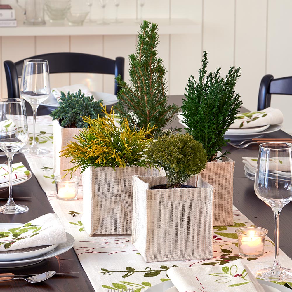 Tabletop Evergreen Quintet