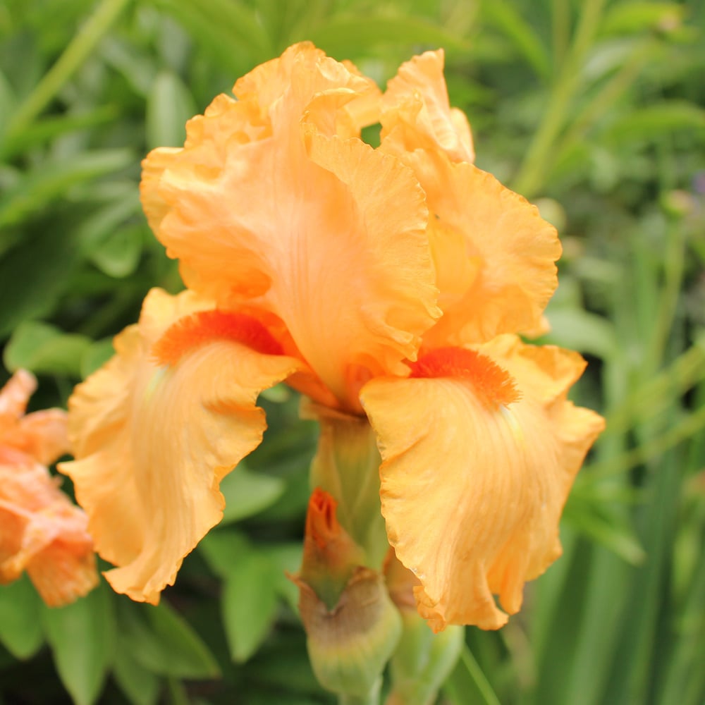 Iris germanica 'Orange Harvest' - Reblooming