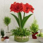  Amaryllis 'Cherry Nymph'