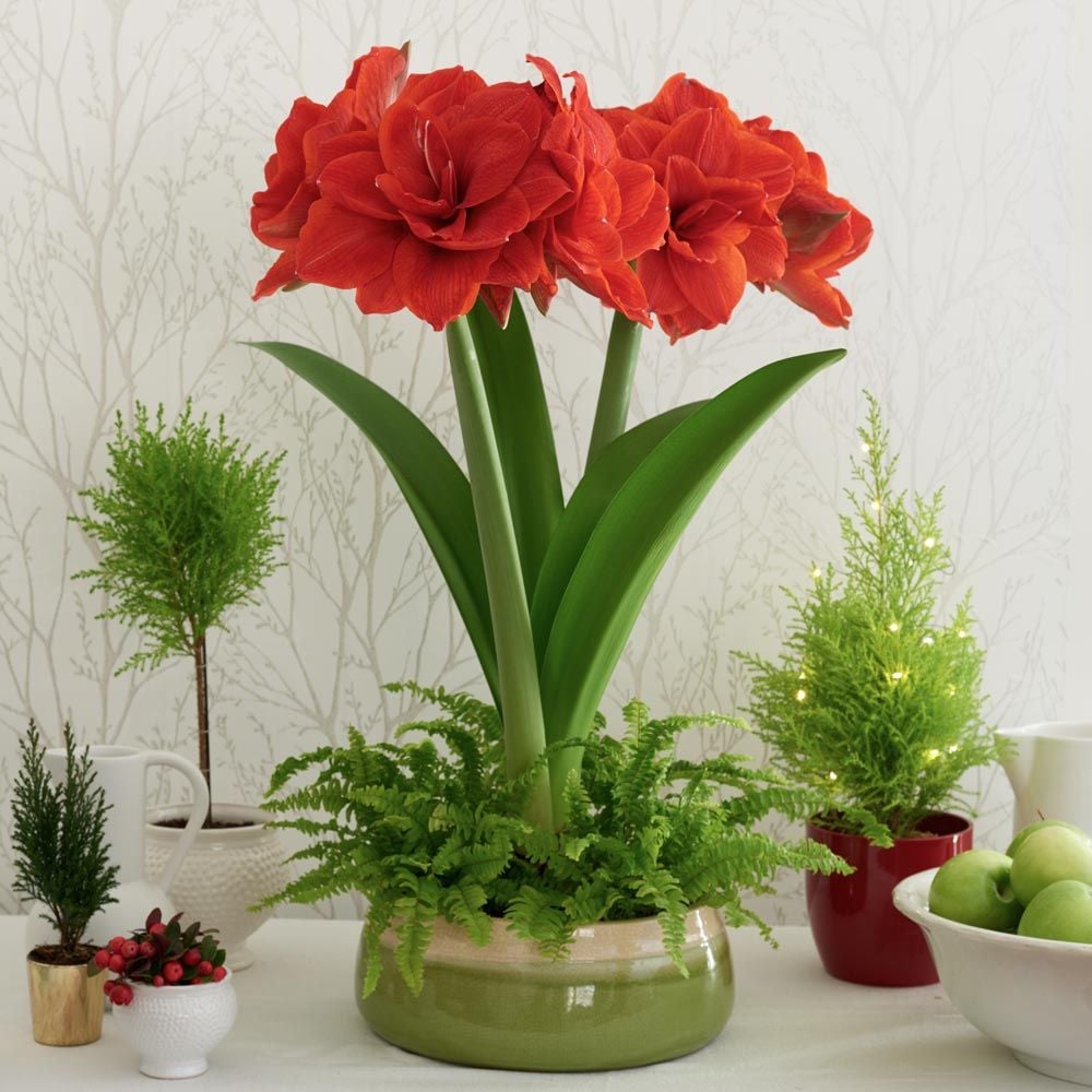 Amaryllis 'Cherry Nymph'