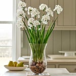  Paperwhite Kit with Hurricane Vase