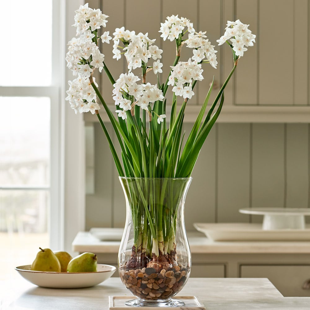 Paperwhite 'Ziva' Kit with Hurricane Vase