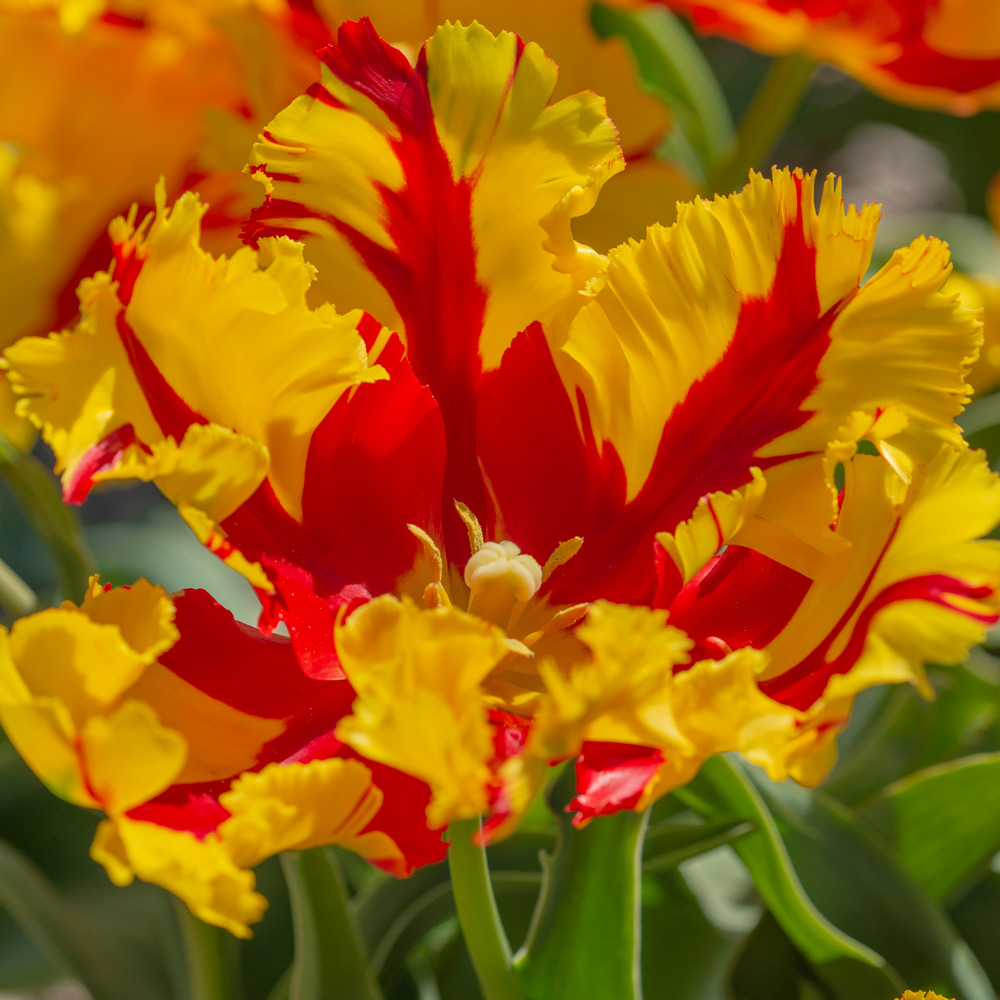 Tulip 'Texas Flame' White Flower Farm