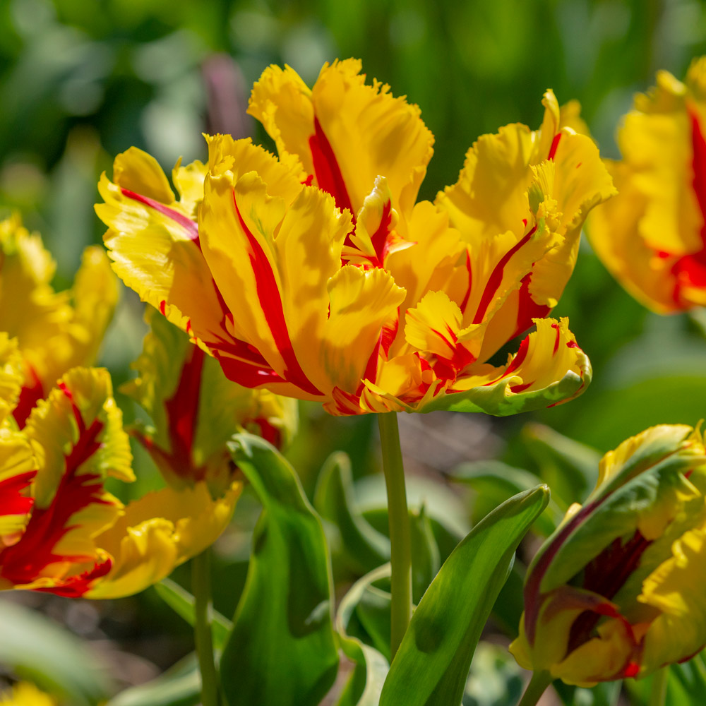 Tulip 'Texas Flame' White Flower Farm
