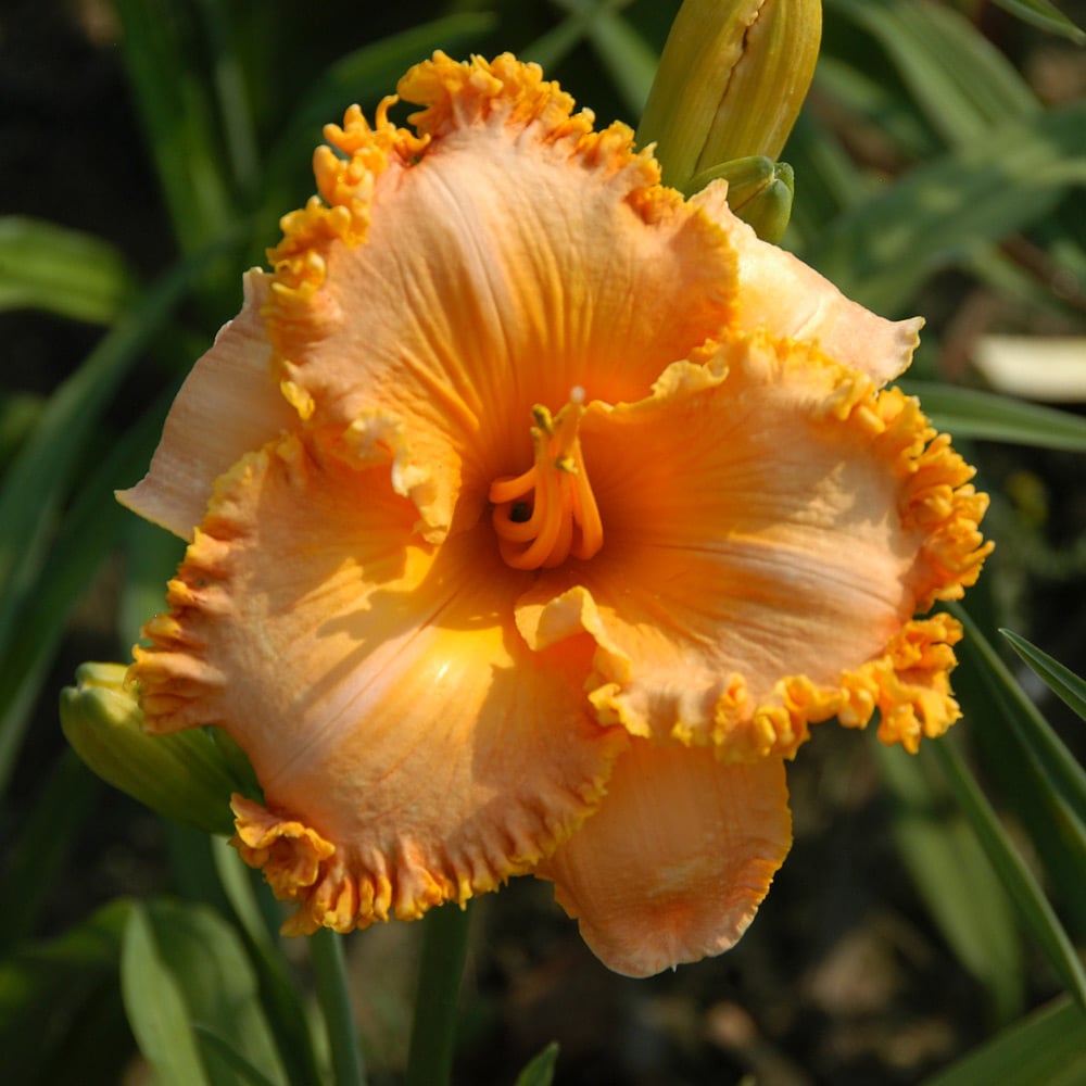 Hemerocallis (Daylily) 'Gretchen Apps' - Reblooming