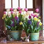  Ode to Joy Bulb Garden