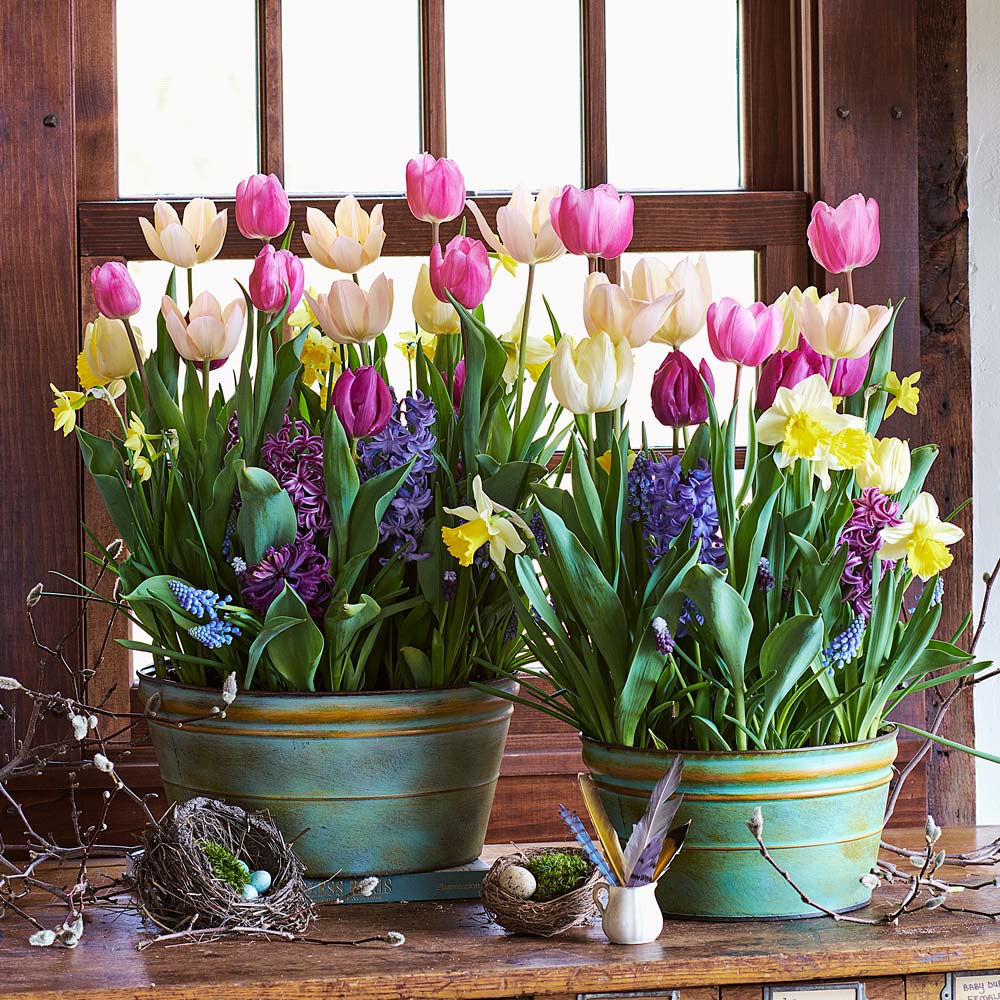 Ode to Joy Bulb Collection