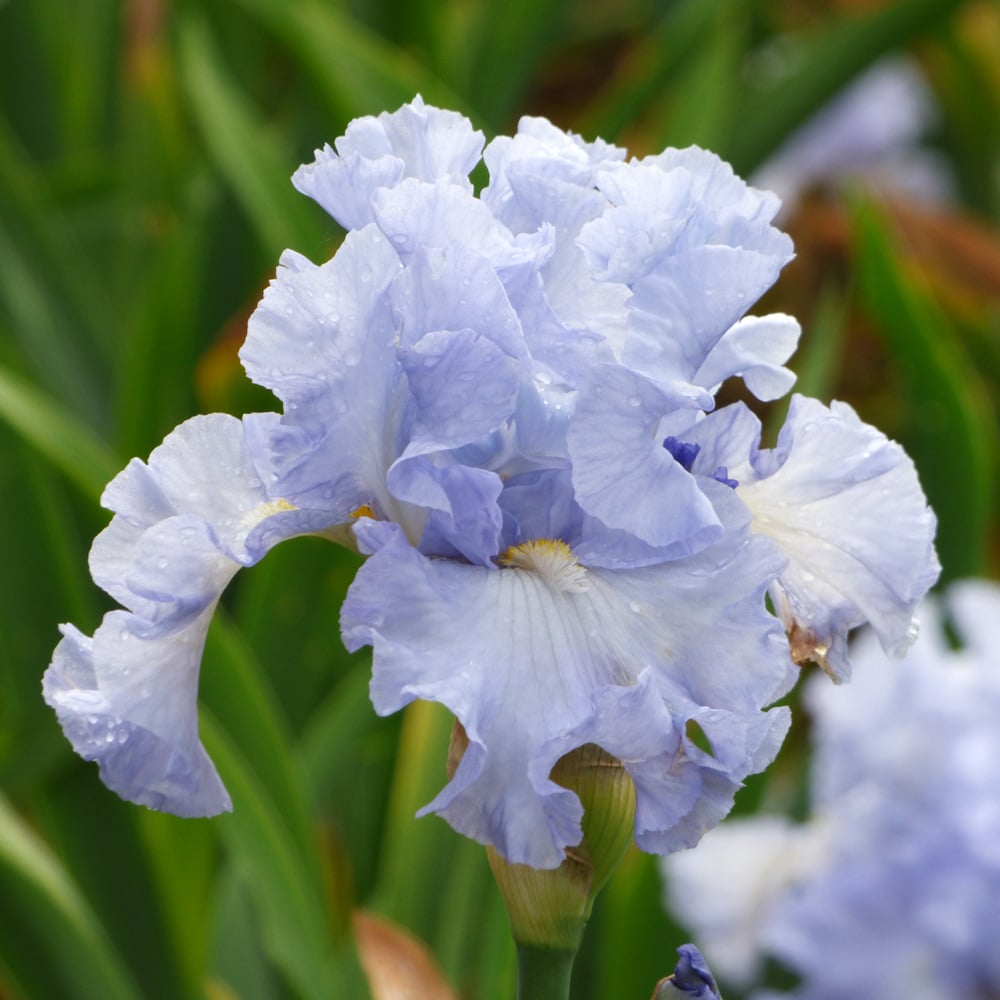 Iris germanica 'Absolute Treasure'