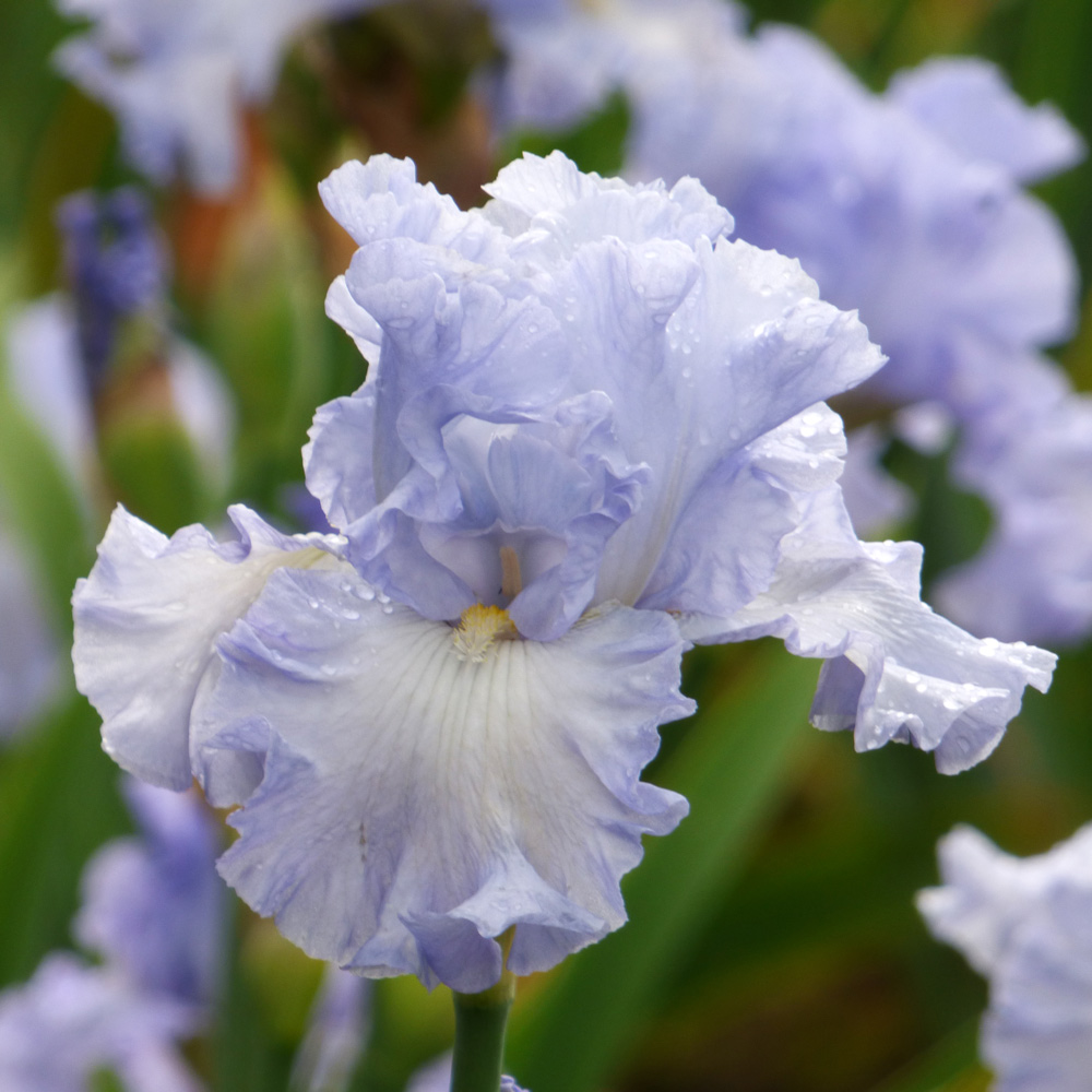 Iris germanica 'Absolute Treasure' | White Flower Farm