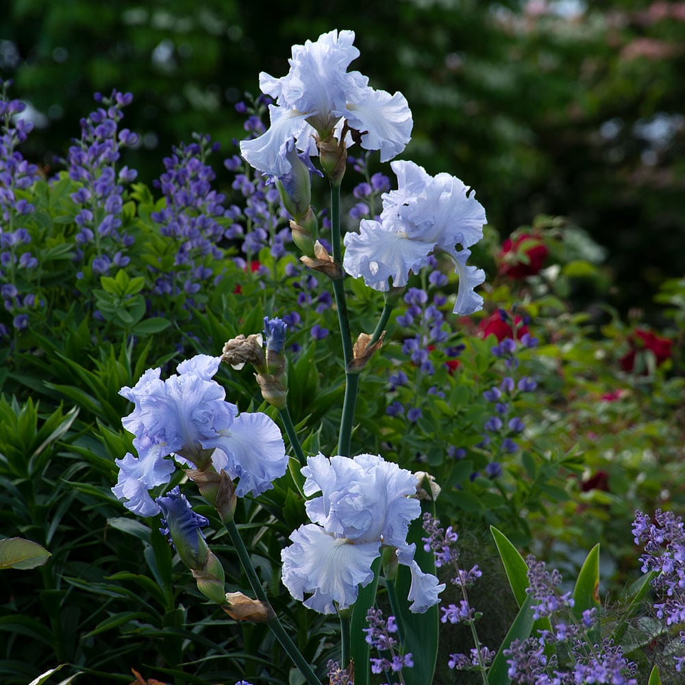 Iris germanica 'Absolute Treasure'