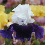  Iris germanica 'Bet the Farm'