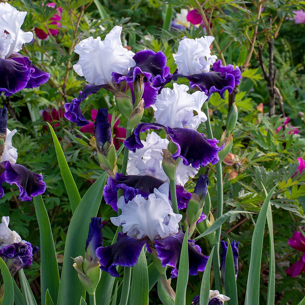 Iris germanica 'Bet the Farm'