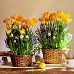  Picnic in Provence Bulb Garden
