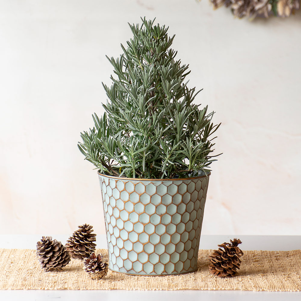 Lavender Tree in metal cachepot
