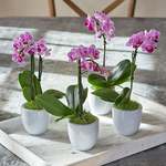 Houseplants to Share