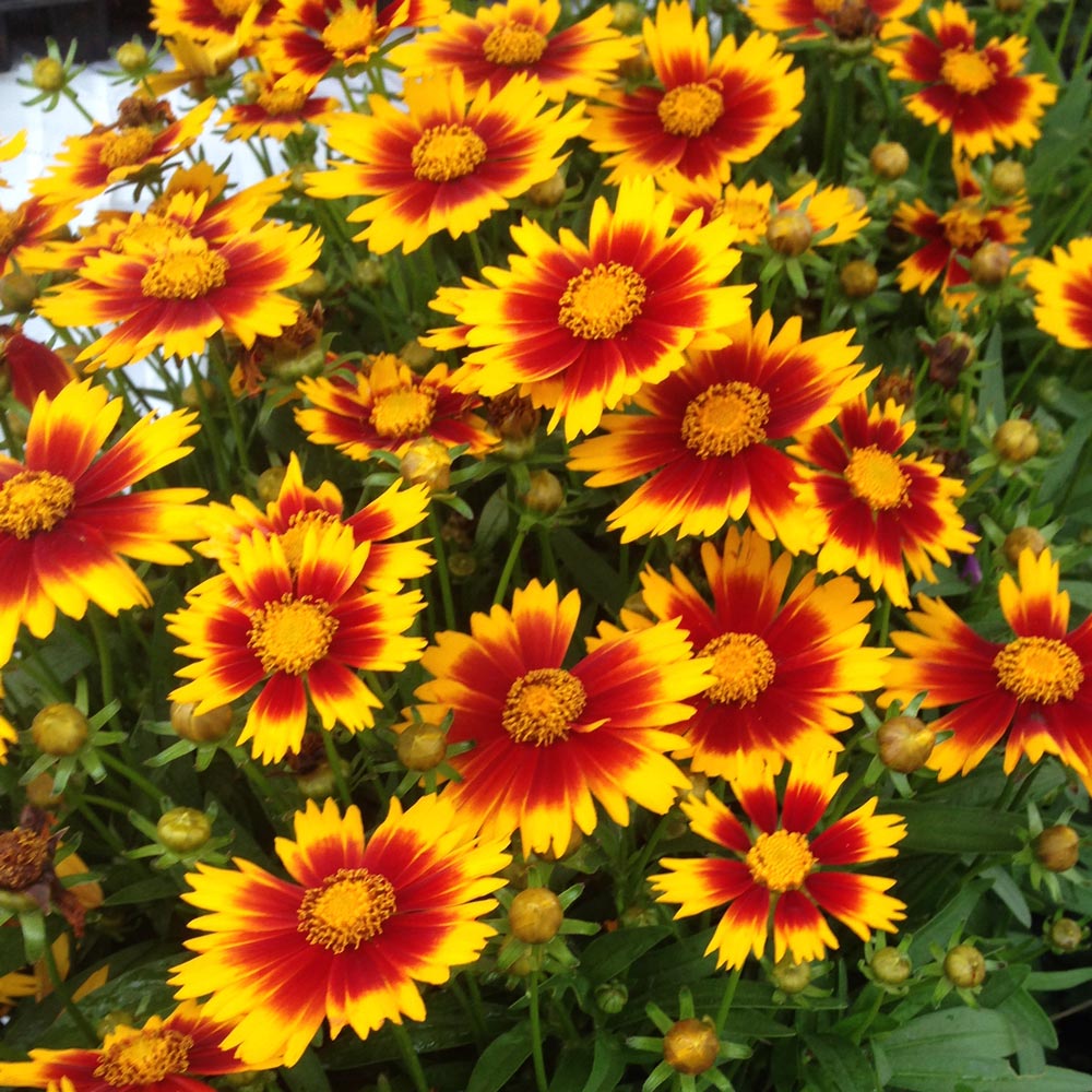 Coreopsis UpTick™ Gold & Bronze | White Flower Farm