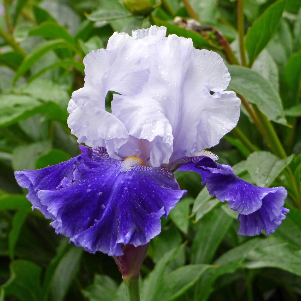 Iris germanica 'Drifting'