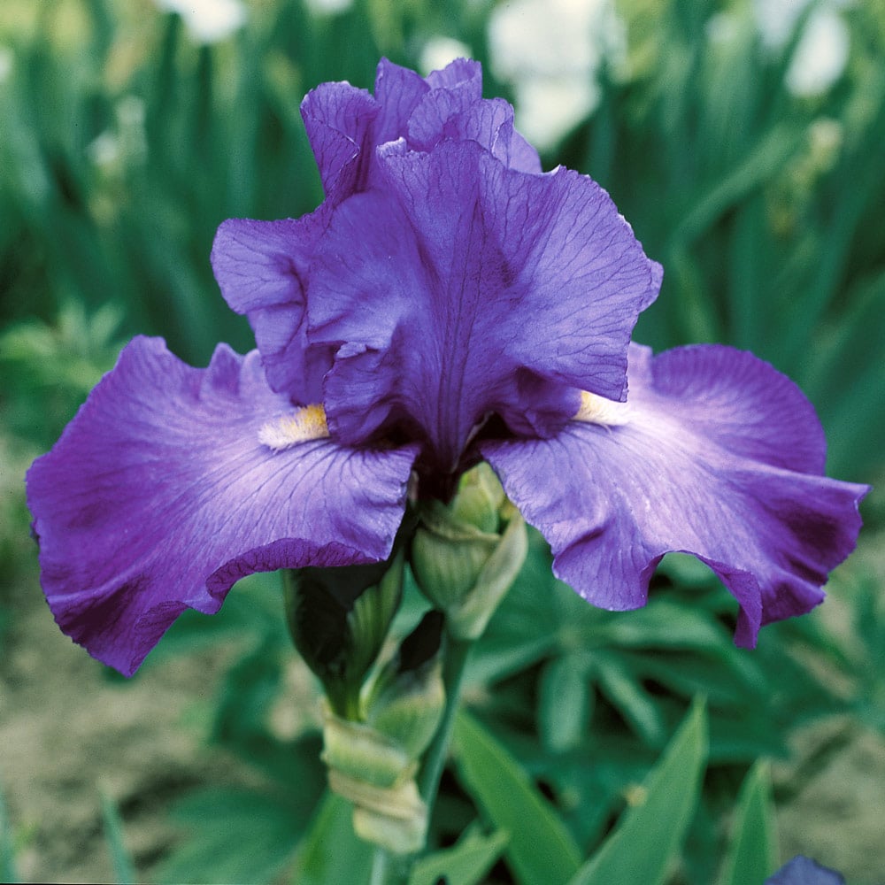 Iris germanica 'Feedback' - Reblooming