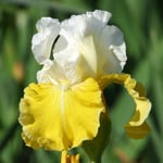  Iris germanica 'Lemon Cloud'