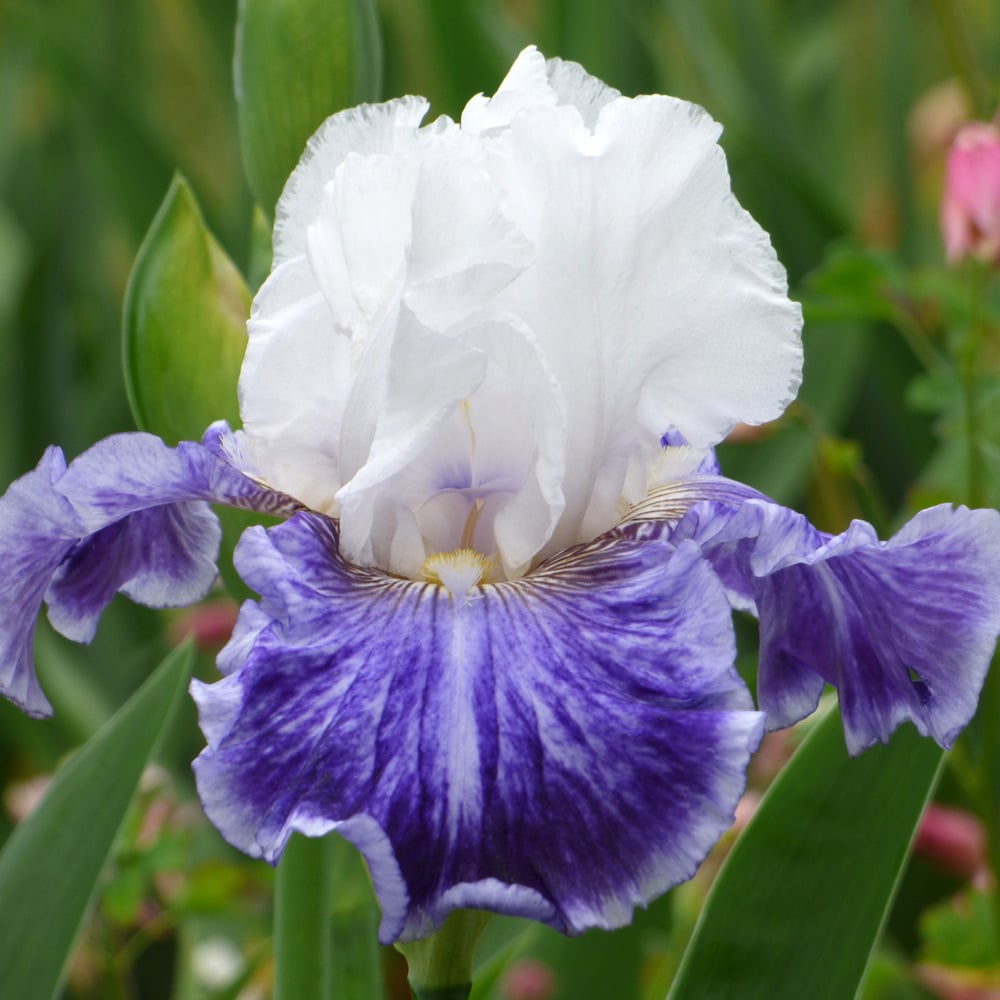 Iris germanica 'Tillamook Bay' - Reblooming