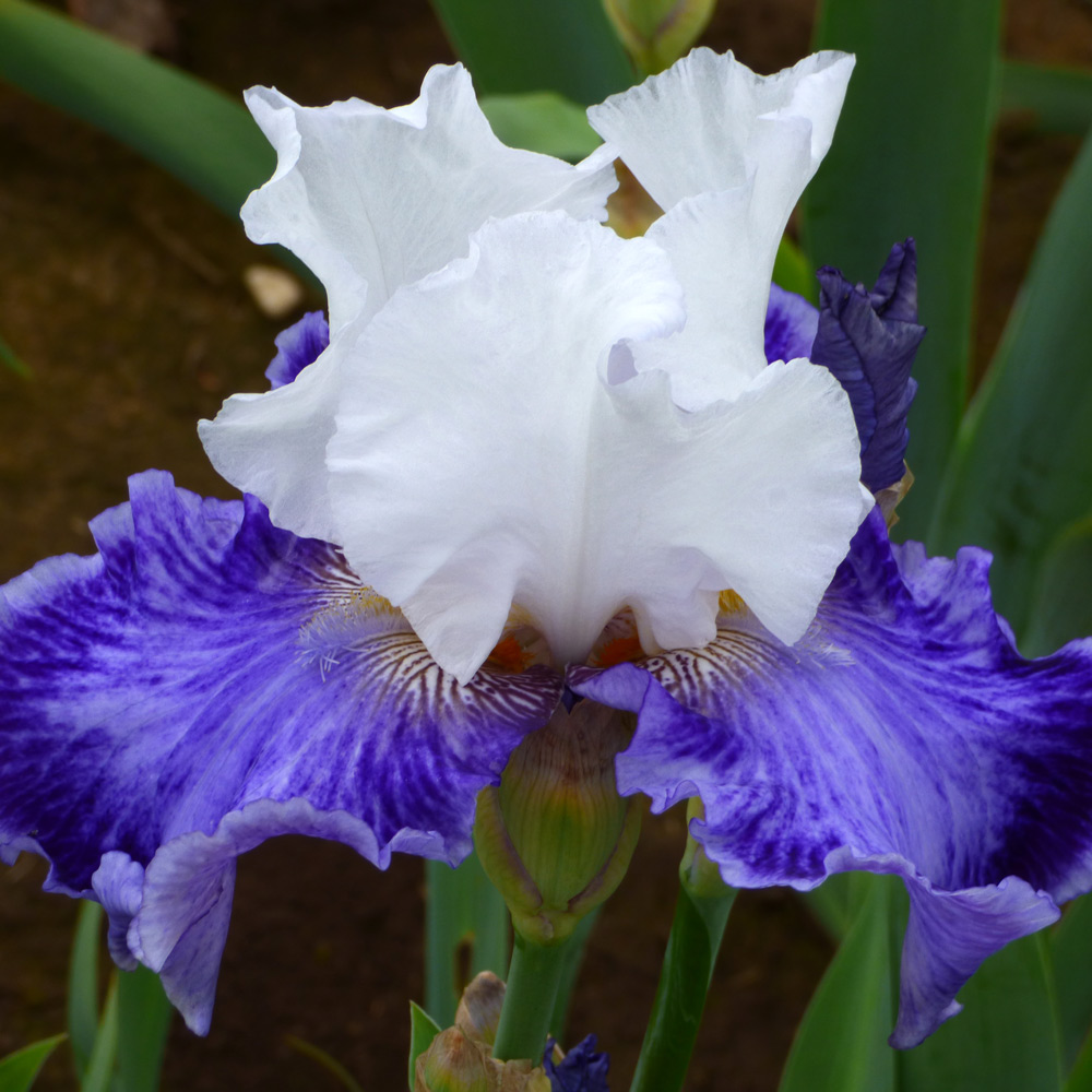 Iris germanica 'Tillamook Bay' Reblooming White Flower Farm