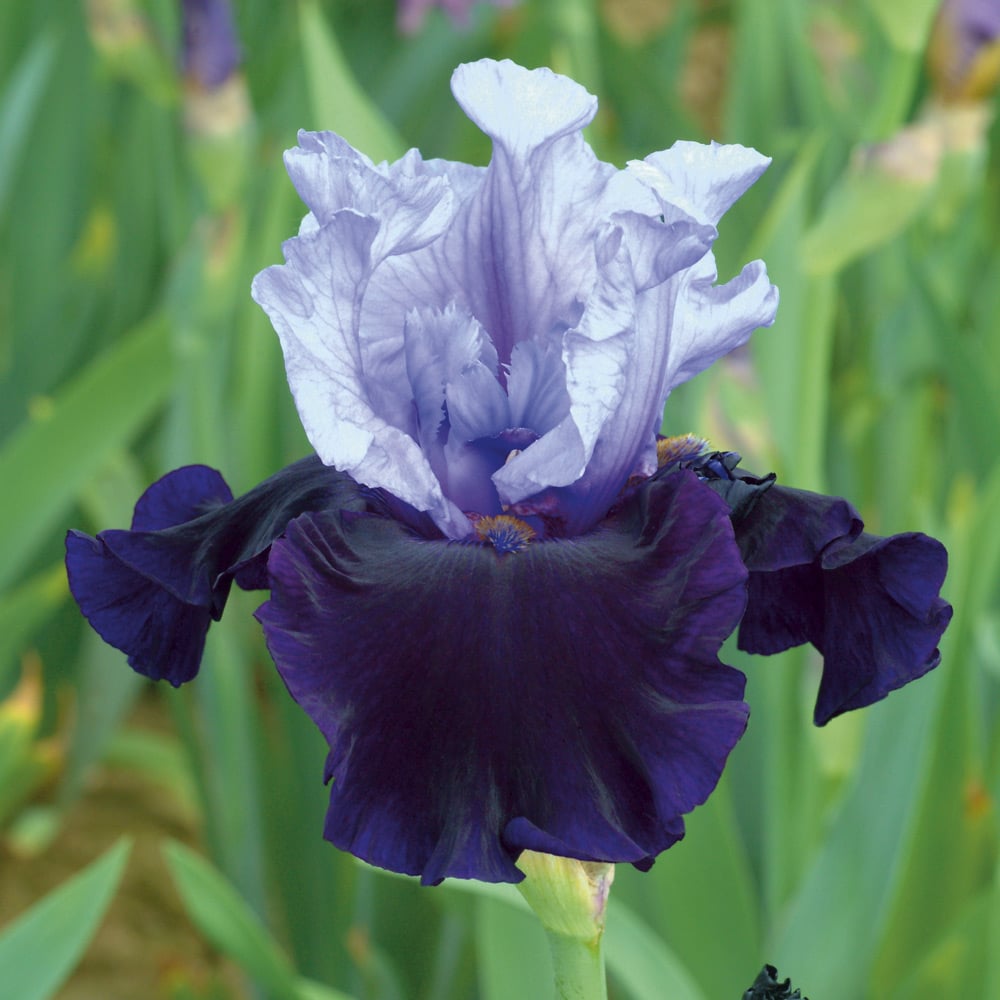 Iris germanica 'Whale's Tale'