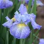  Iris sibirica 'Cape Cod Boys'