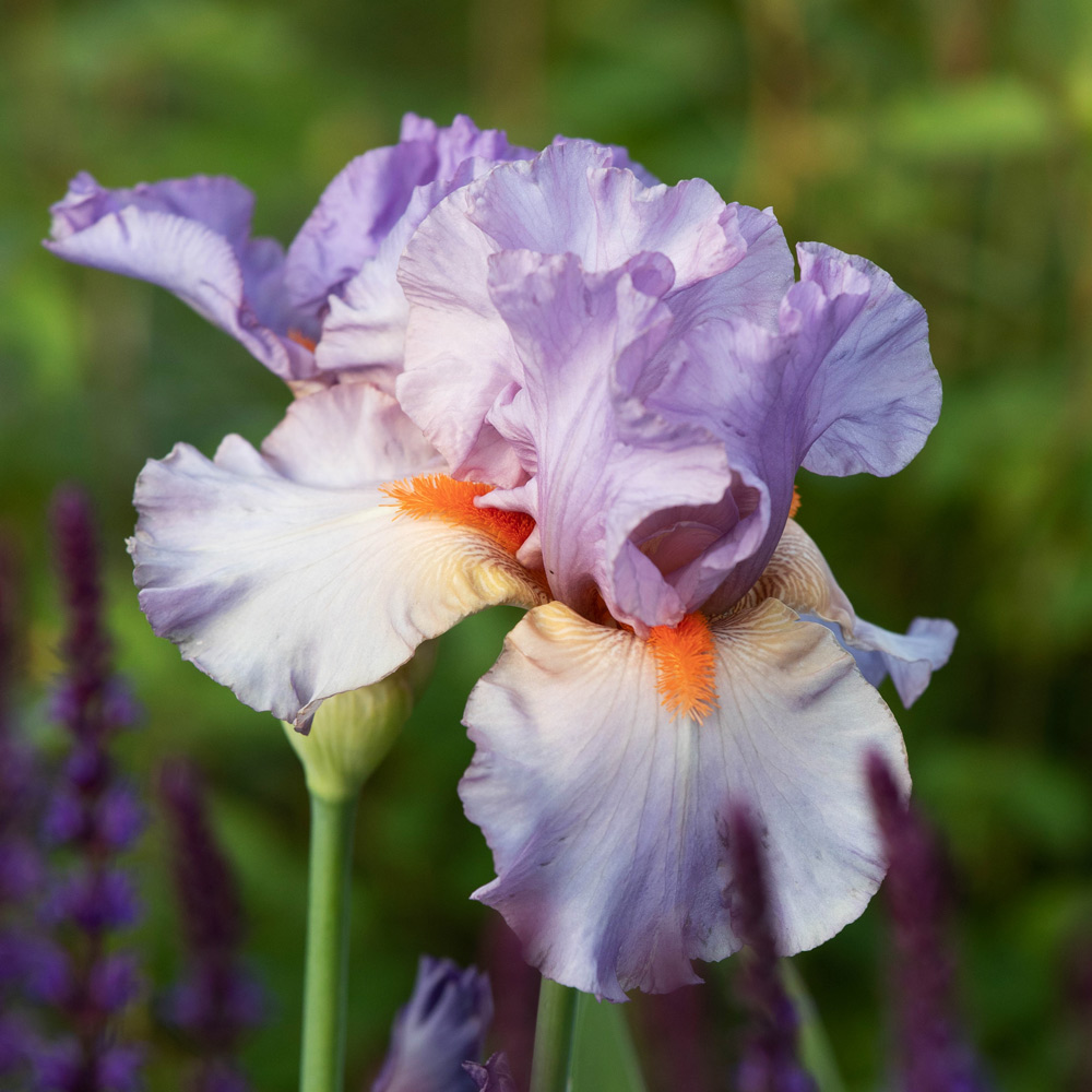 Iris germanica 'Snappy Dresser' White Flower Farm