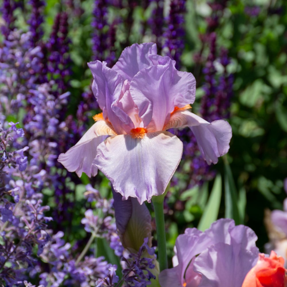 Iris germanica 'Snappy Dresser'