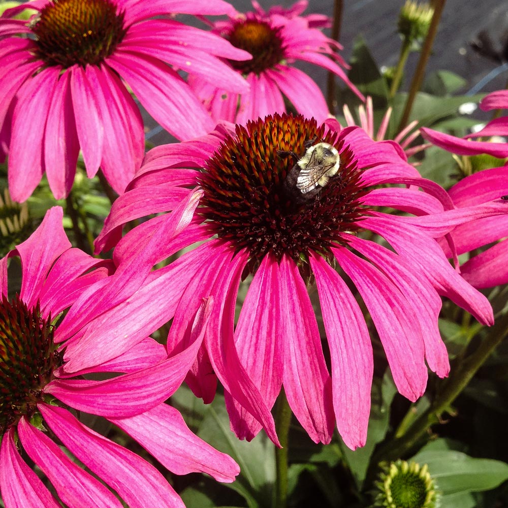 Echinacea Butterfly™ 'Purple Emperor'