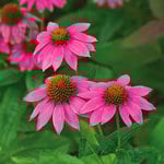  Echinacea purpurea PowWow® Wild Berry