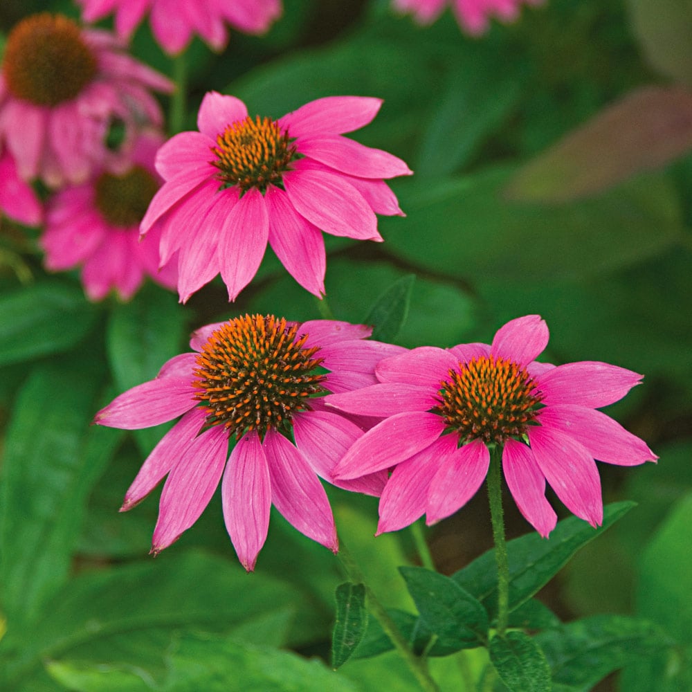 Echinacea purpurea PowWow® Wild Berry