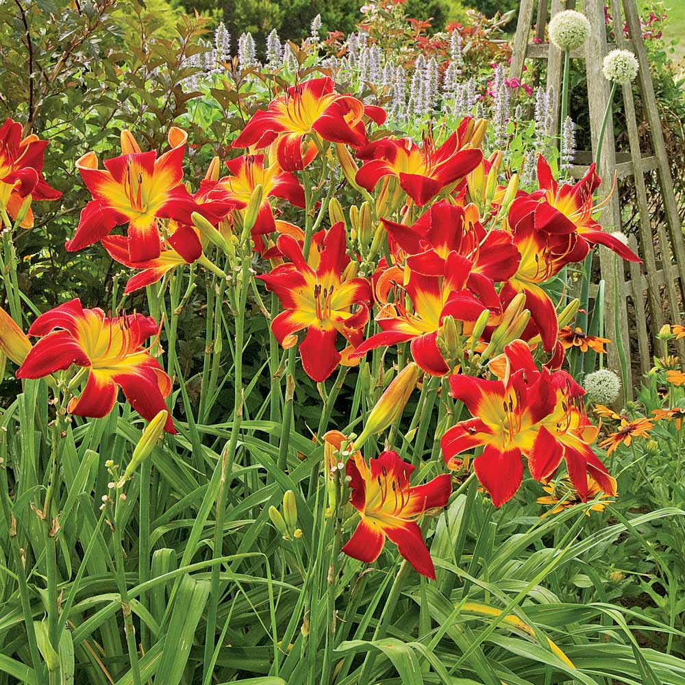 Hemerocallis (Daylily) 'All American Chief'