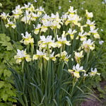  Iris sibirica 'Butter and Sugar'