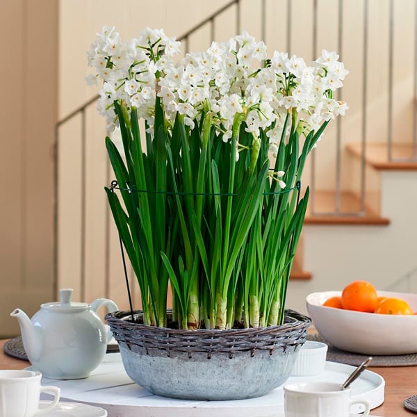 Growing Paperwhites Narcissus Indoors