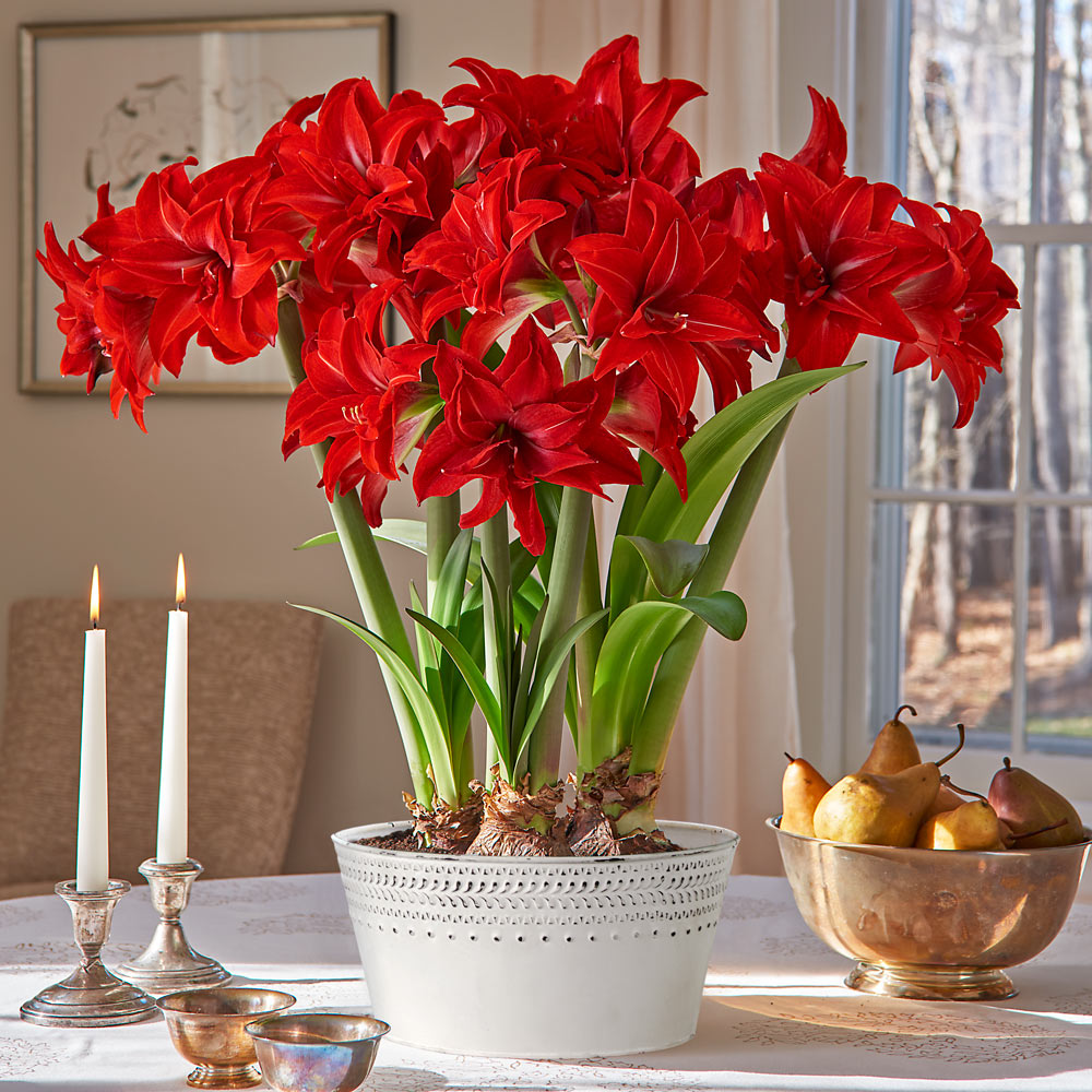 Amaryllis 'Double Delicious'