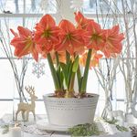  Amaryllis 'Terracotta Star'