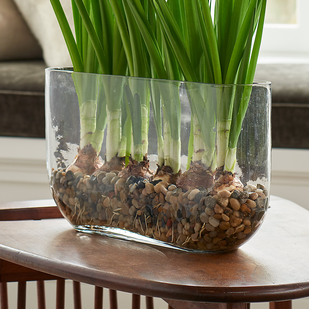 Paperwhite 'Wintersun' Kit with Windowsill Vase White Flower Farm