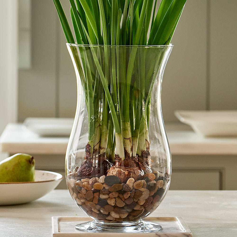 Paperwhite 'Wintersun' Kit with Hurricane Vase White Flower Farm