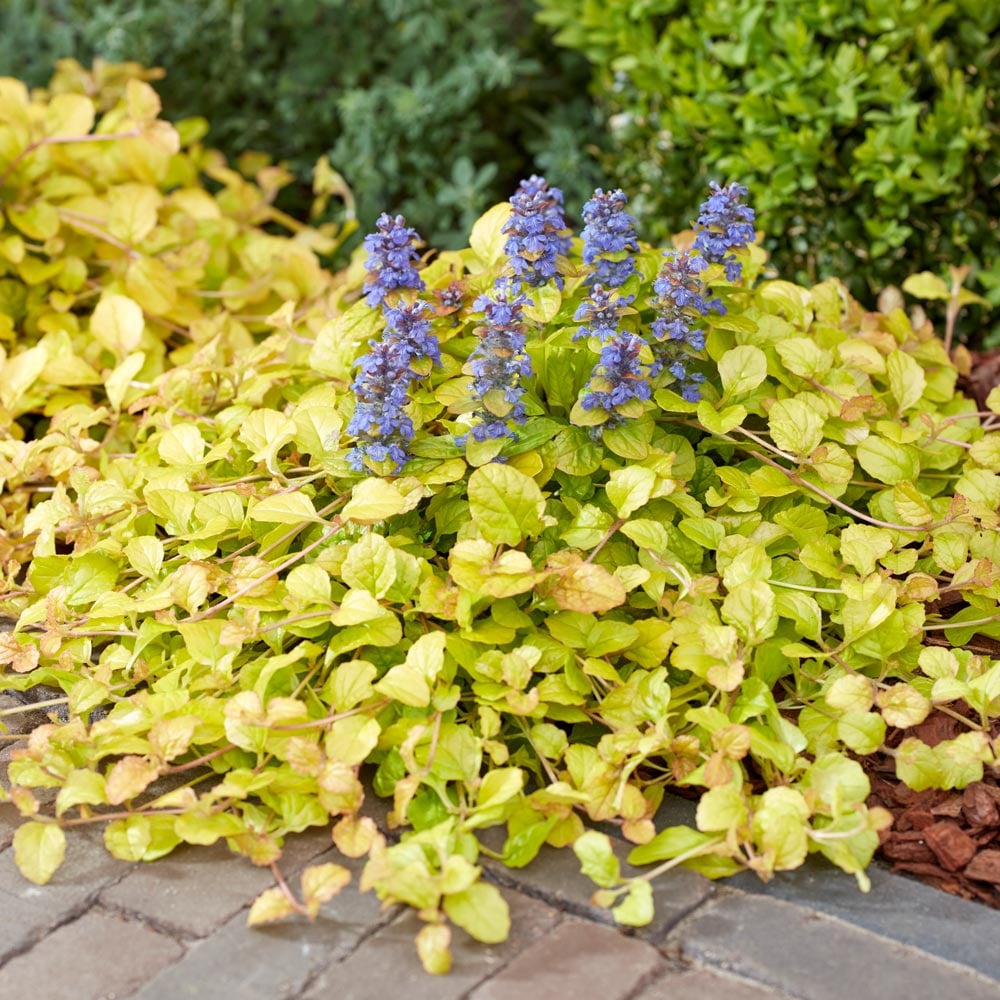 Ajuga Feathered Friends® 'Parrot Paradise'