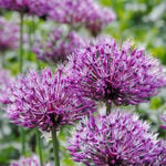  Allium 'Early Emperor'