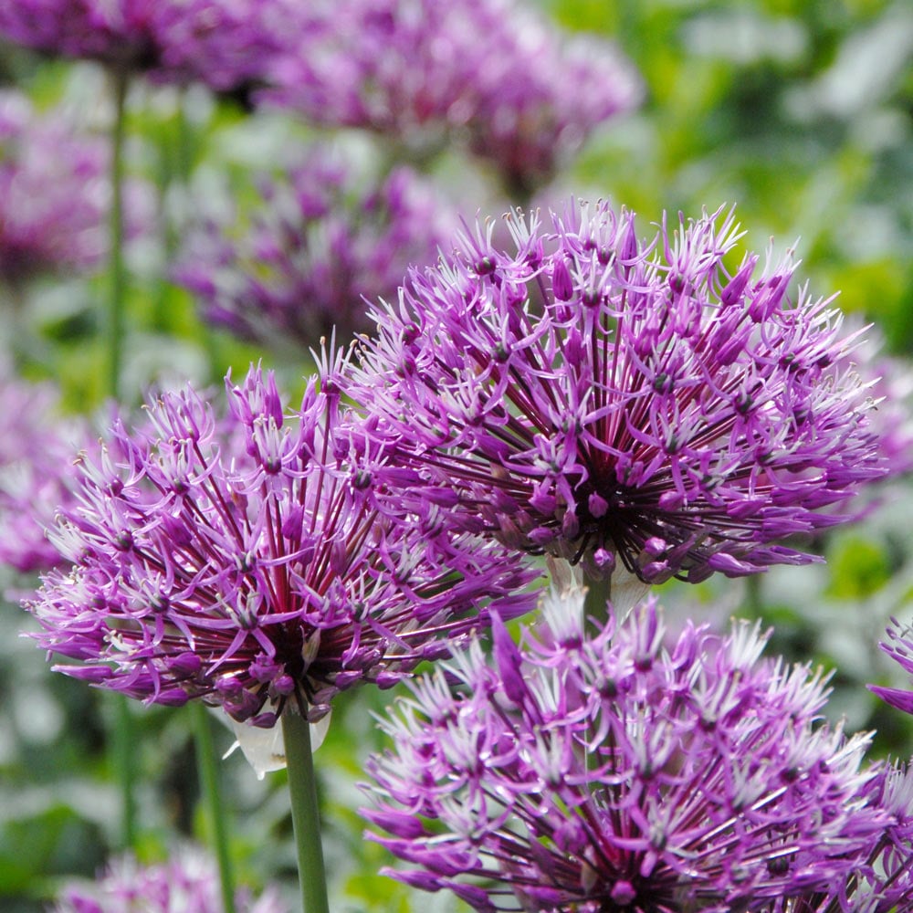 Allium 'Early Emperor'